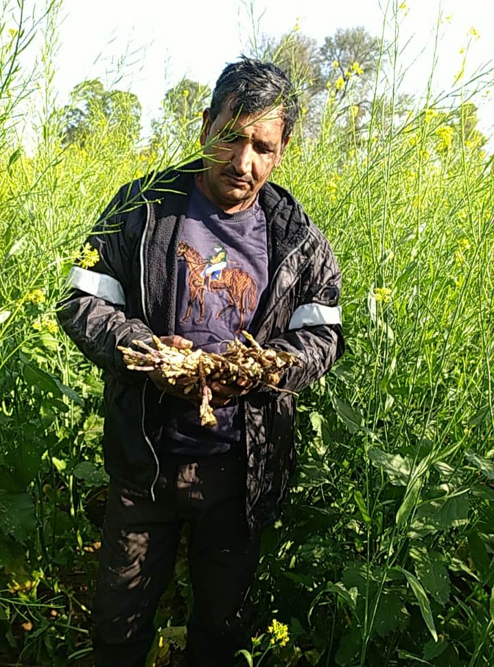 डिंग मंडी। सरसों की फसल दिखाते हुए किसान। किसान 