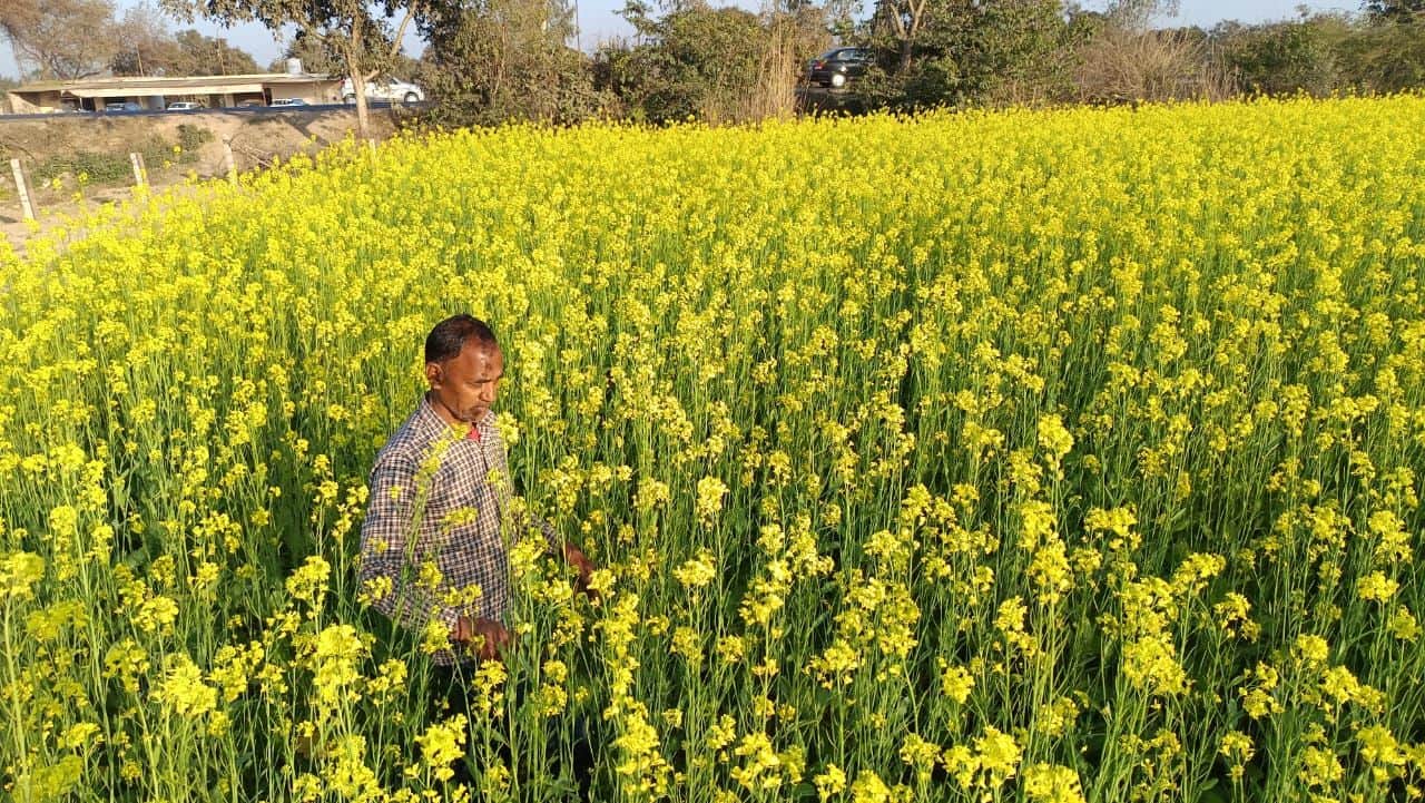फोटो-30-हल्की बारिश के बाद नुकसान की आशंका से सरसों की फसल देखता किसान। संवाद