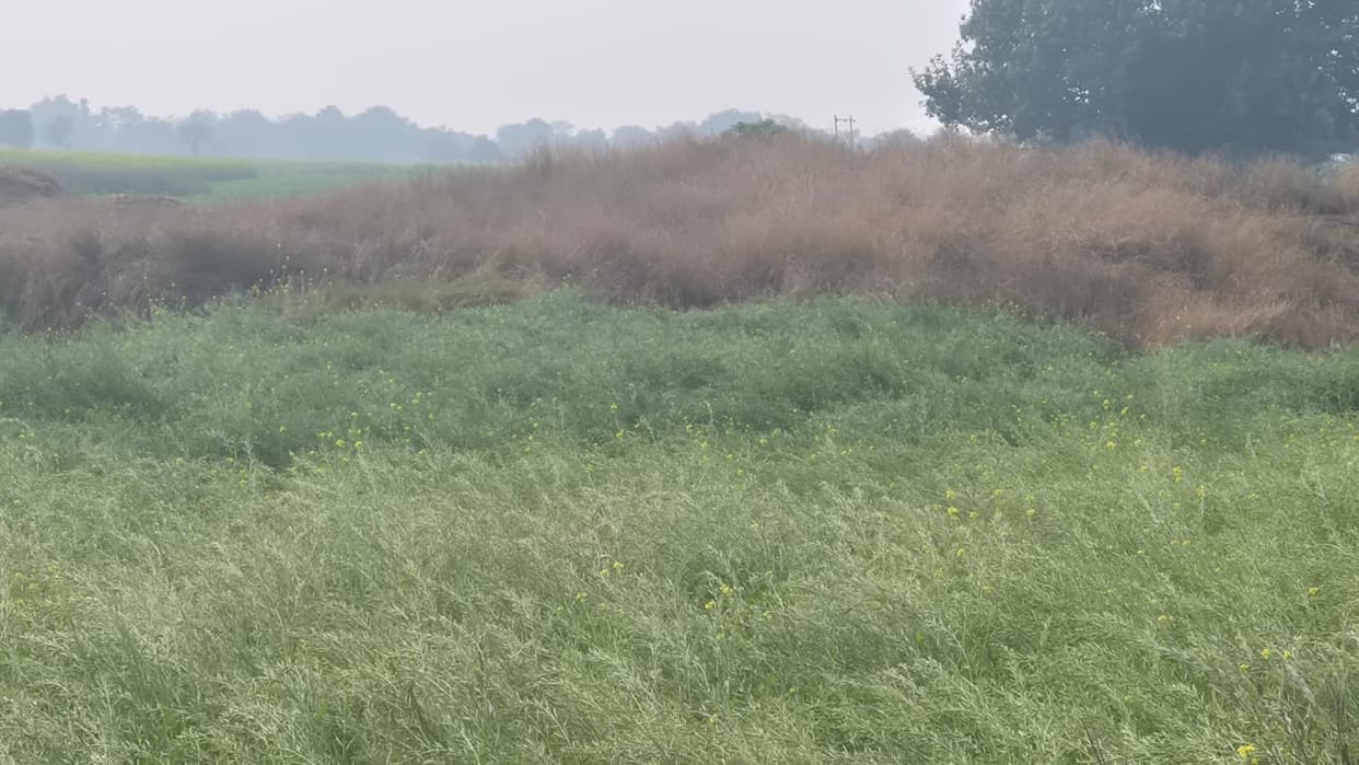 Kotputli receives 12 mm of rain in 24 hours farmers worried about  possibility of frost after Maawat