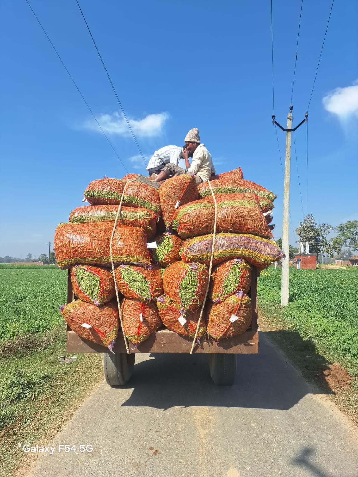Pea prices plummet below fodder rates, leaving farmers in distress