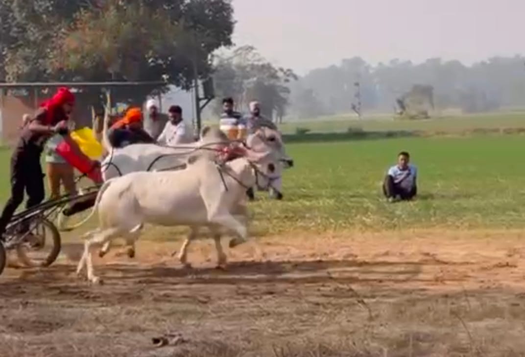 Competition in Rawalwas Khurd village: The pair of bulls owned by Sahil and Deepak won the 800-meter race in 17.67 seconds, winning a prize of 21 thousand.