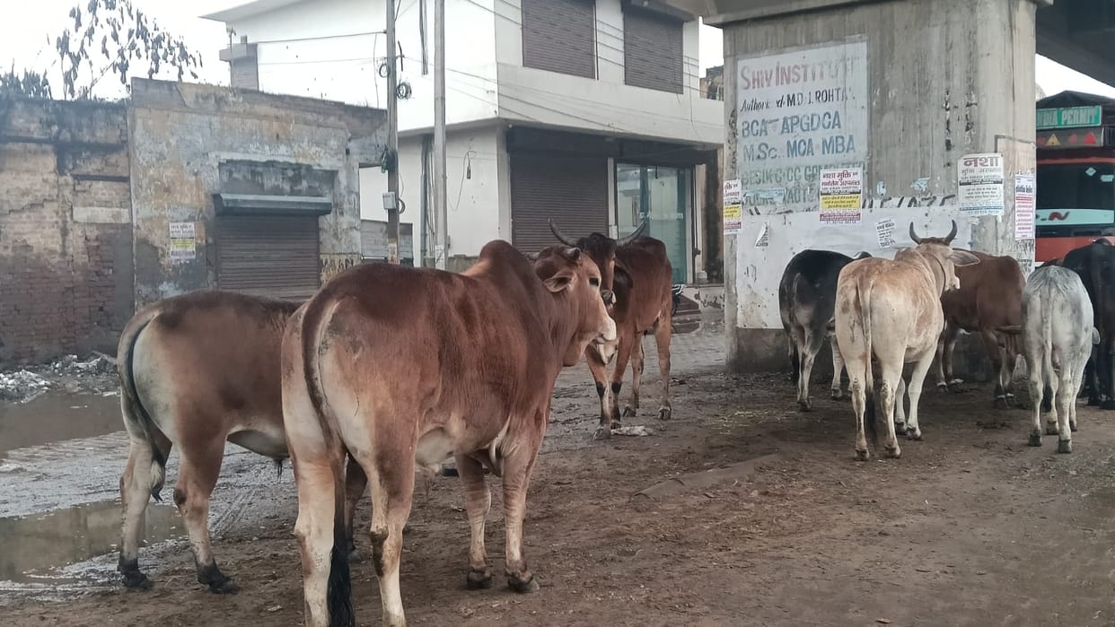 Gathering of animals on city streets
