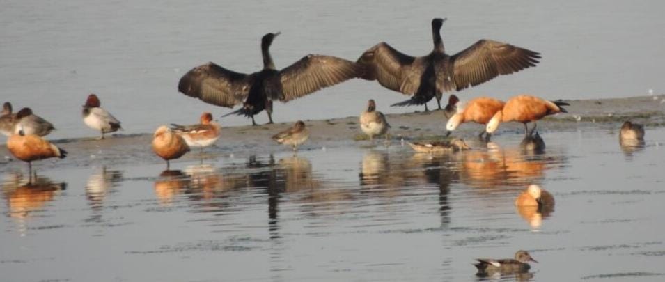 Migratory birds started returning as soon as the cold subsided