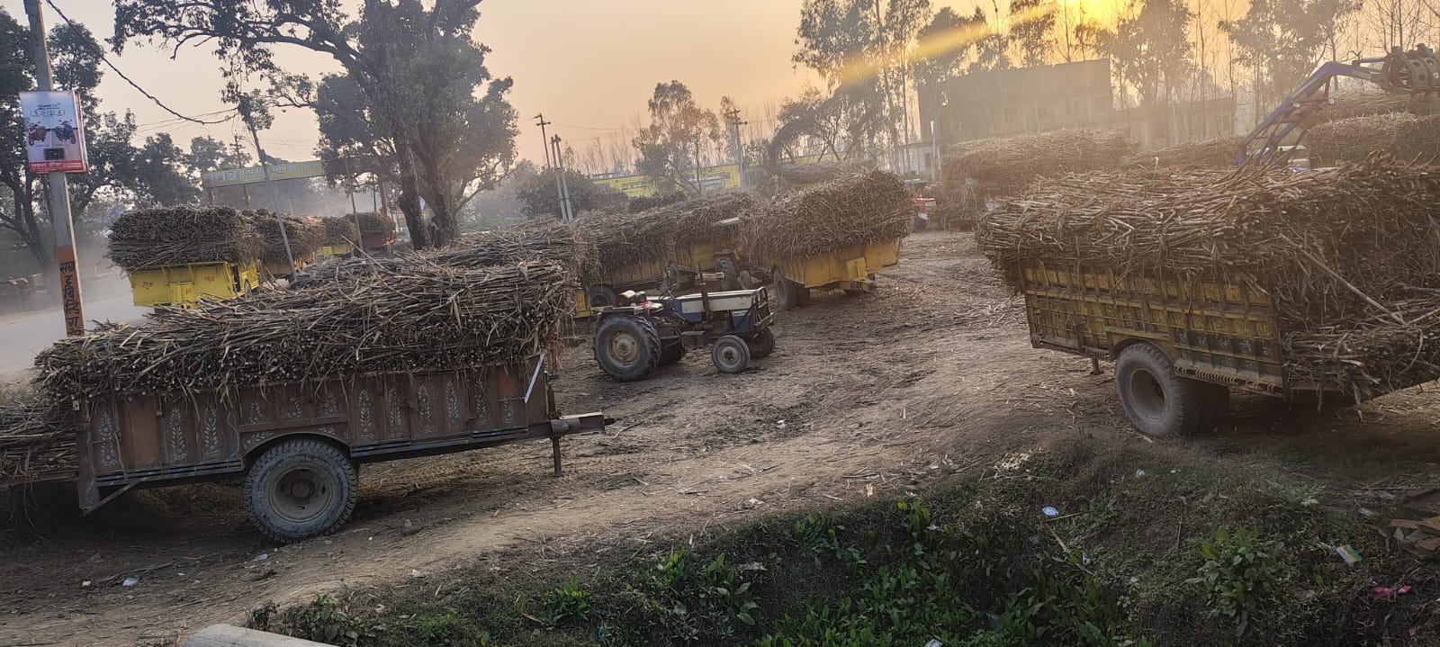 Queue of tractor-trolleys at the procurement center for weighing sugarcane