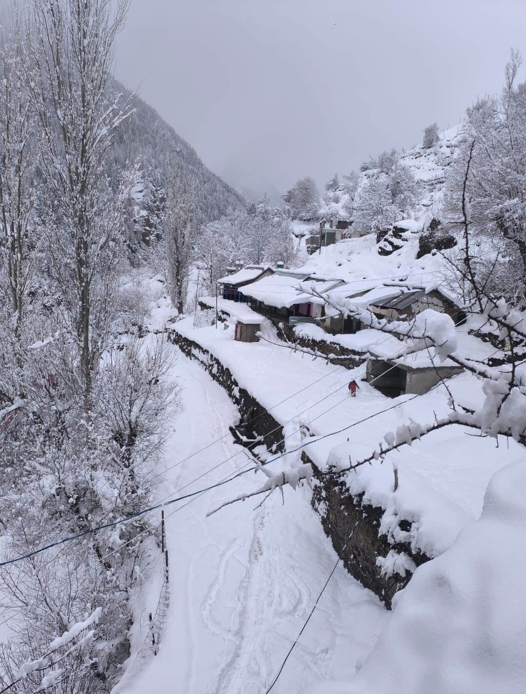 बर्फबारी के बाद पांगी का मनमोहकनजारा। जागरूक पाठक