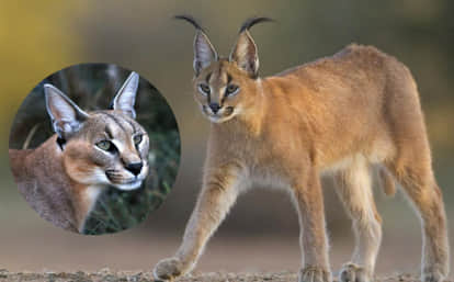Successful rescue of rare caracal in Jaisalmer challenging night operation