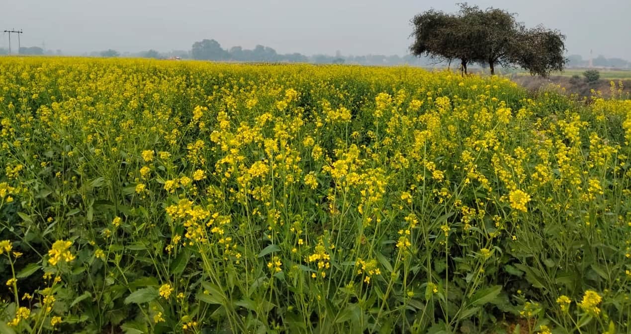 10 शाहगढ़ क्षेत्र में लगी सरसो की फसल। संवाद
