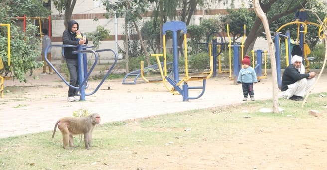 The corporation will spend 14 lakh rupees to catch monkeys in the city.