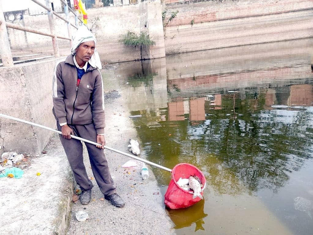 The fish died in the lake due to excessive ammonia levels.