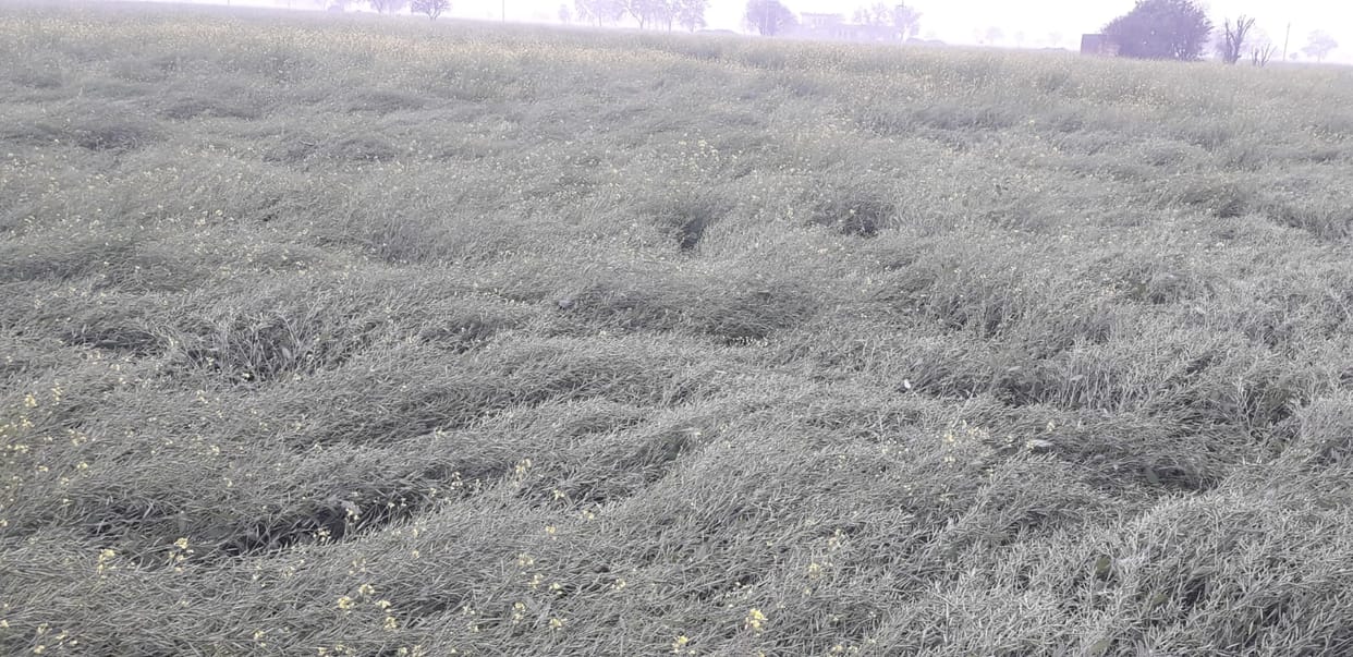 The third rain in January is a boon for crops