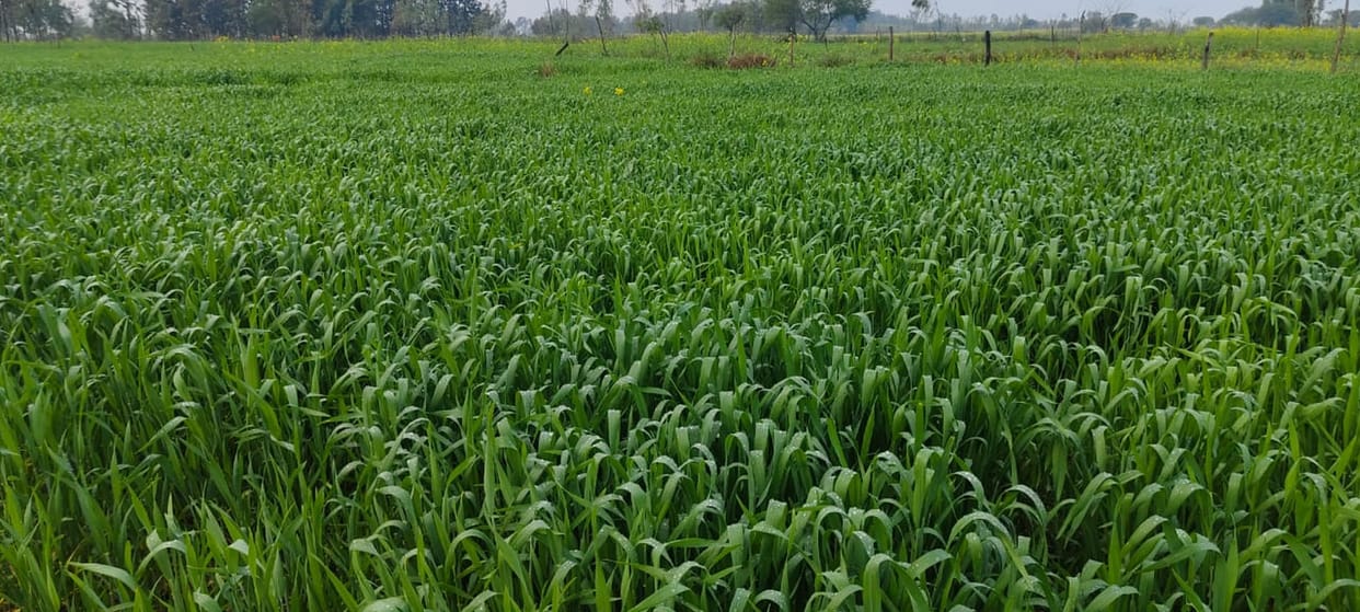 Cold returned with the rain, giving new life to the crops