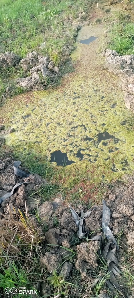 Thousands of liters of water wasted due to pipeline leakage, two bighas of crop destroyed