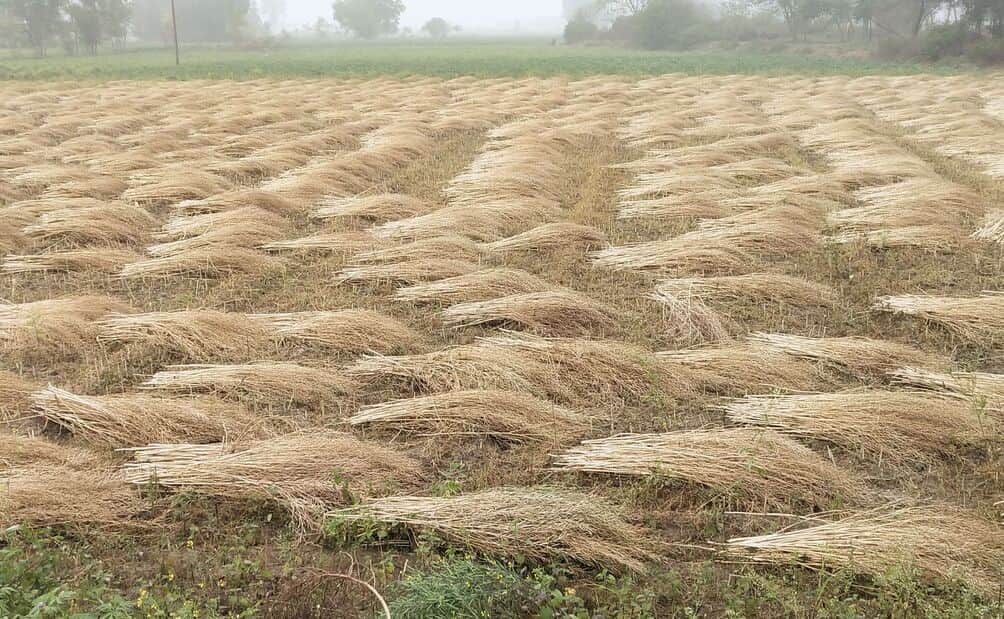 फोटो-19 गंजमुरादाबाद में हसनापुर चौराहे के पास खेत में कटी पड़ी सरसों की फसल। संवाद।