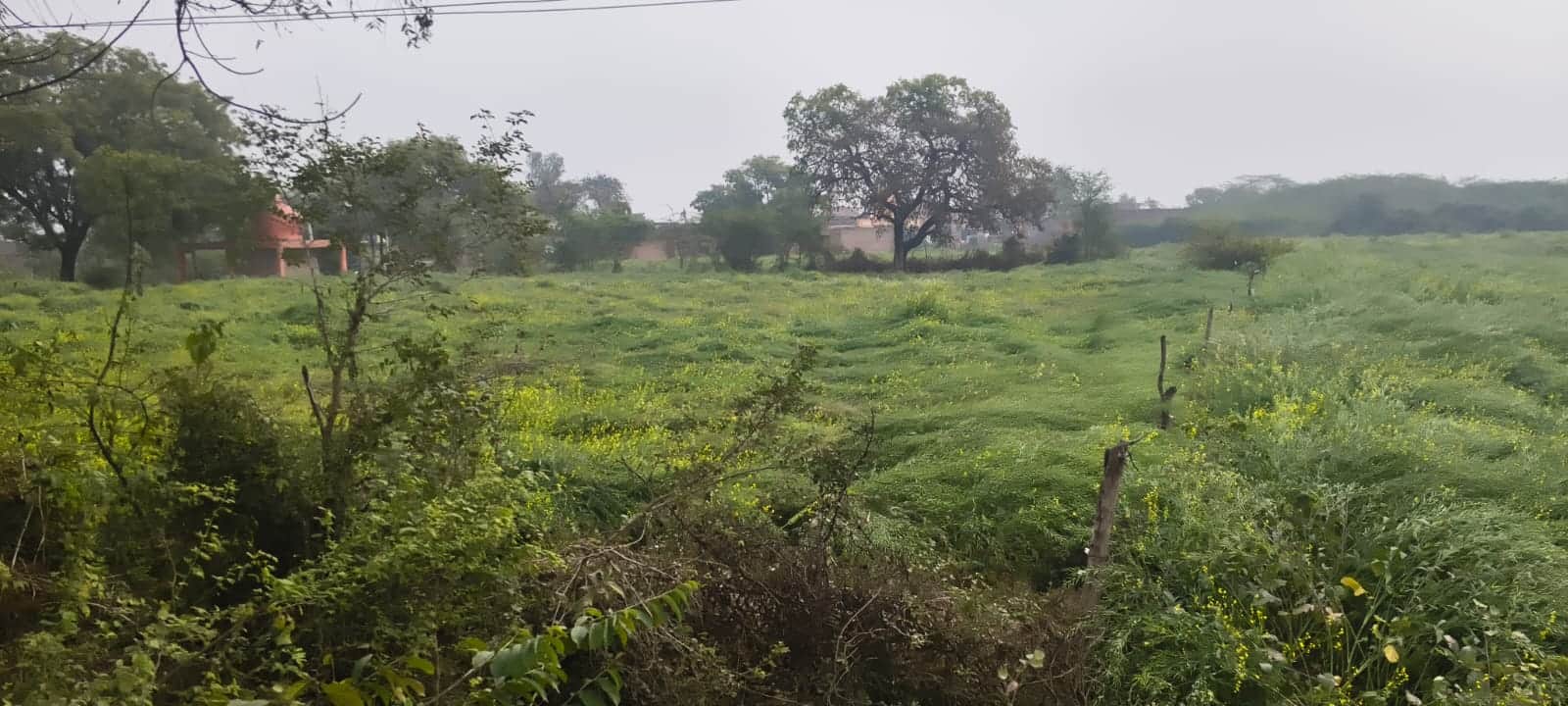 फोटो-38- खेत में गिरी पड़ी सरसों की फसल। संवाद