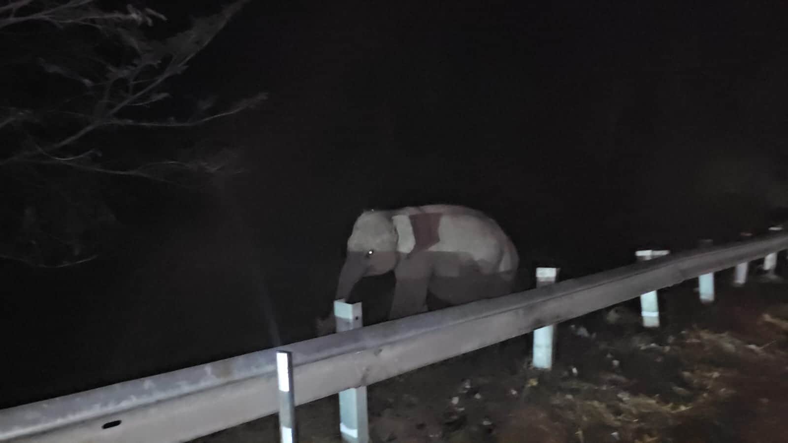 हथियों के झुंड से बिछड़ा शिशु हाथी :जागरूक पाठक