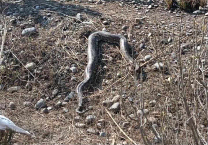 People tied the python's mouth with a rope and dragged it along the road.
