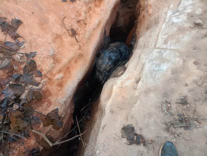 A baby elephant died a tragic death after getting trapped between two rocks in Raigarh
