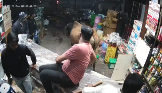 सांड घुसा दुकान में दुकानदार के उड़े होश