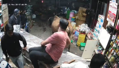 A bull entered a shop in Mandla during a battle for supremacy and jumped onto a counter to save its life