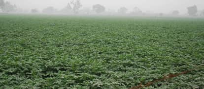 Unseasonal Rain Threatens Potato Crop Farmers in Agra on Edge