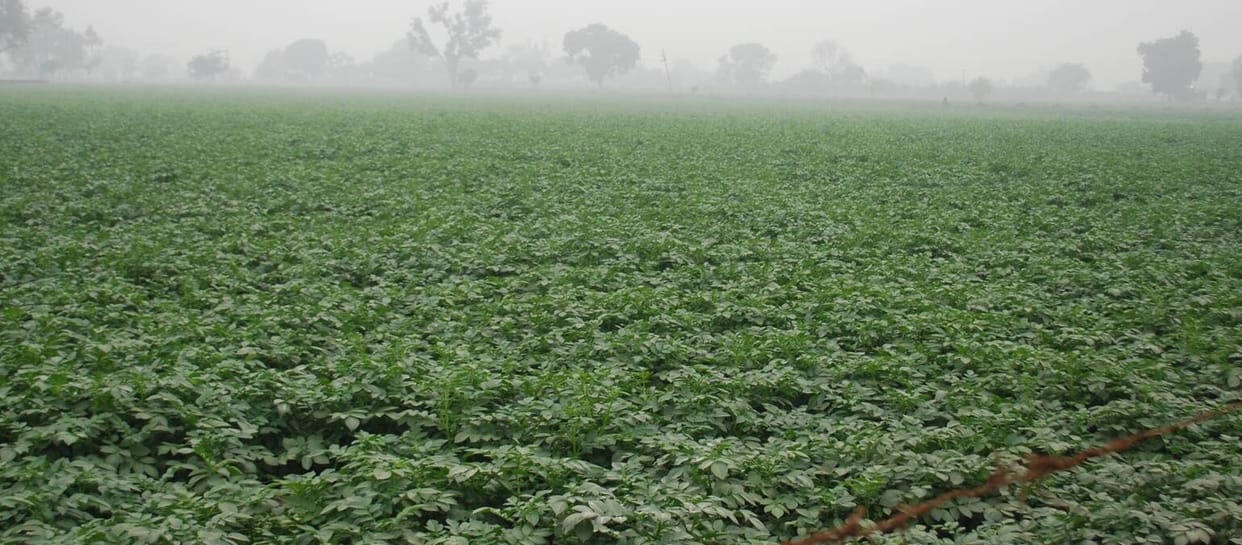 Potato, mustard and wheat in trouble due to rain