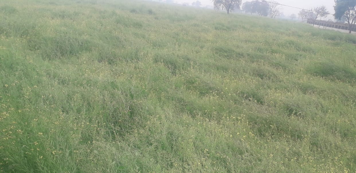 Crop damage to 24 thousand acres in Hansi, Barwala, and Narnaund due to hailstorm; reports awaited from Hisar, Agroha, and Adampur