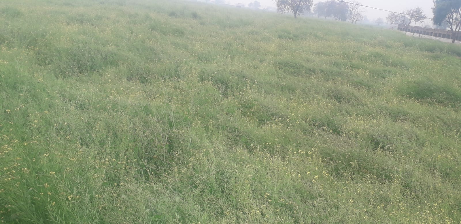 अग्रोहा क्षेत्र में बारिश ओलावृष्टि से बिछी सरसों की फसल। 