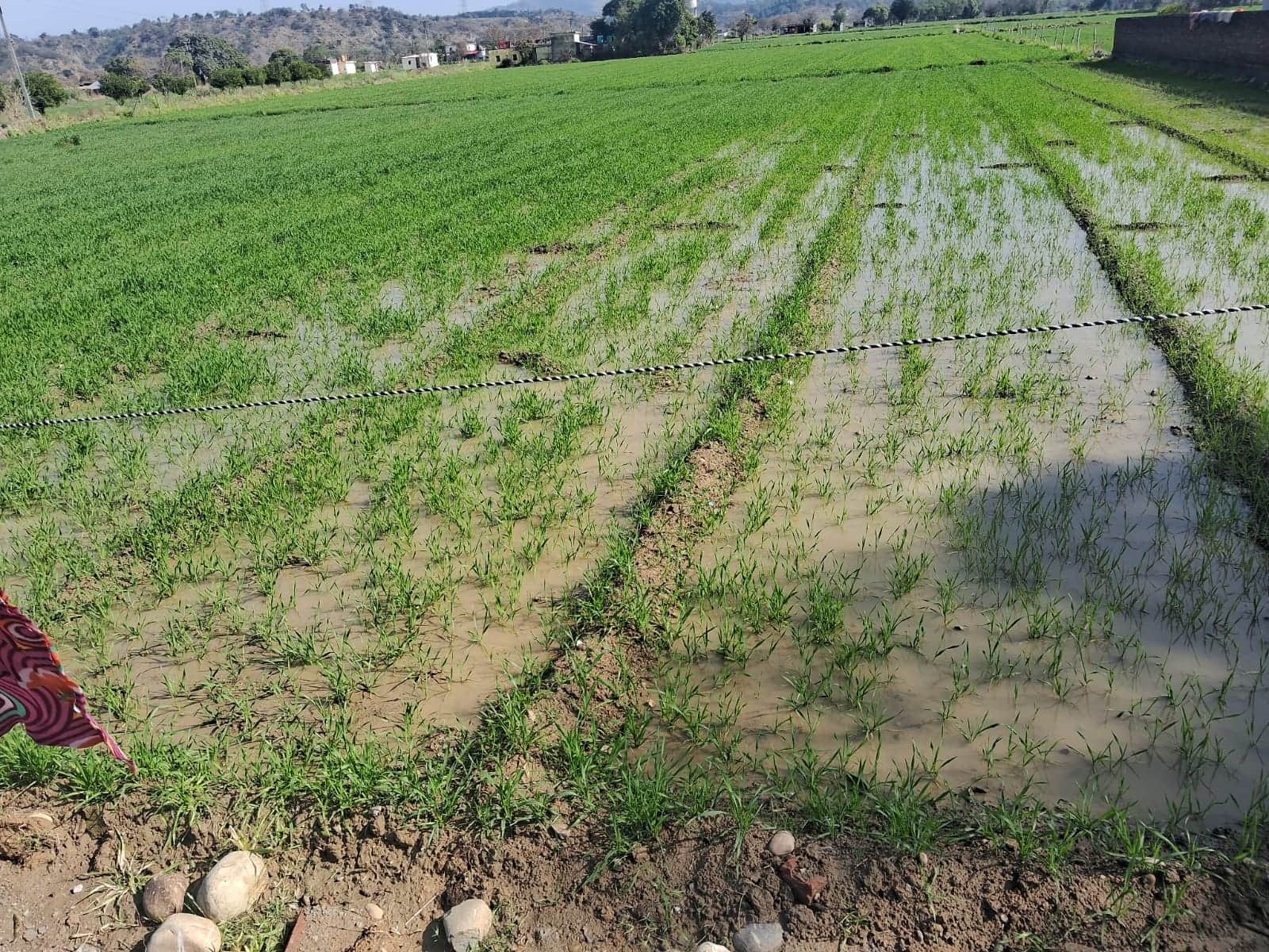 बडूही में भारी बारिश खेतों में हुआ  जलभराव ।संवाद