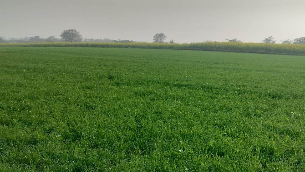 फोटो - 03 बारिश होने से खेत में लहलहाती गेहूं की फसल। संवाद