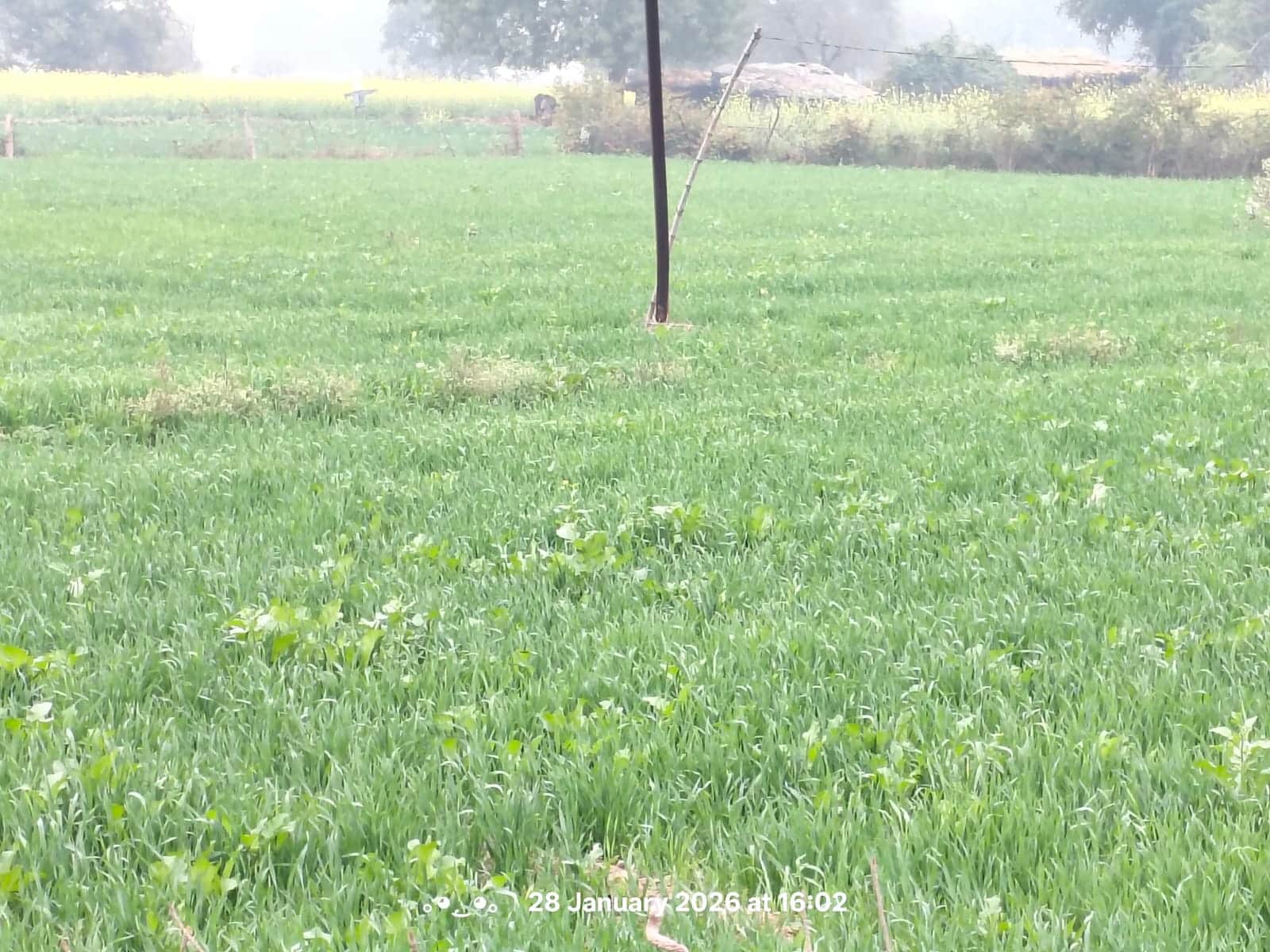 फोटो न- 28सीकेटीपी 19 बालापुर माफी क्षेत्र के एक खेत में बोई गेहूं फसल। संवाद