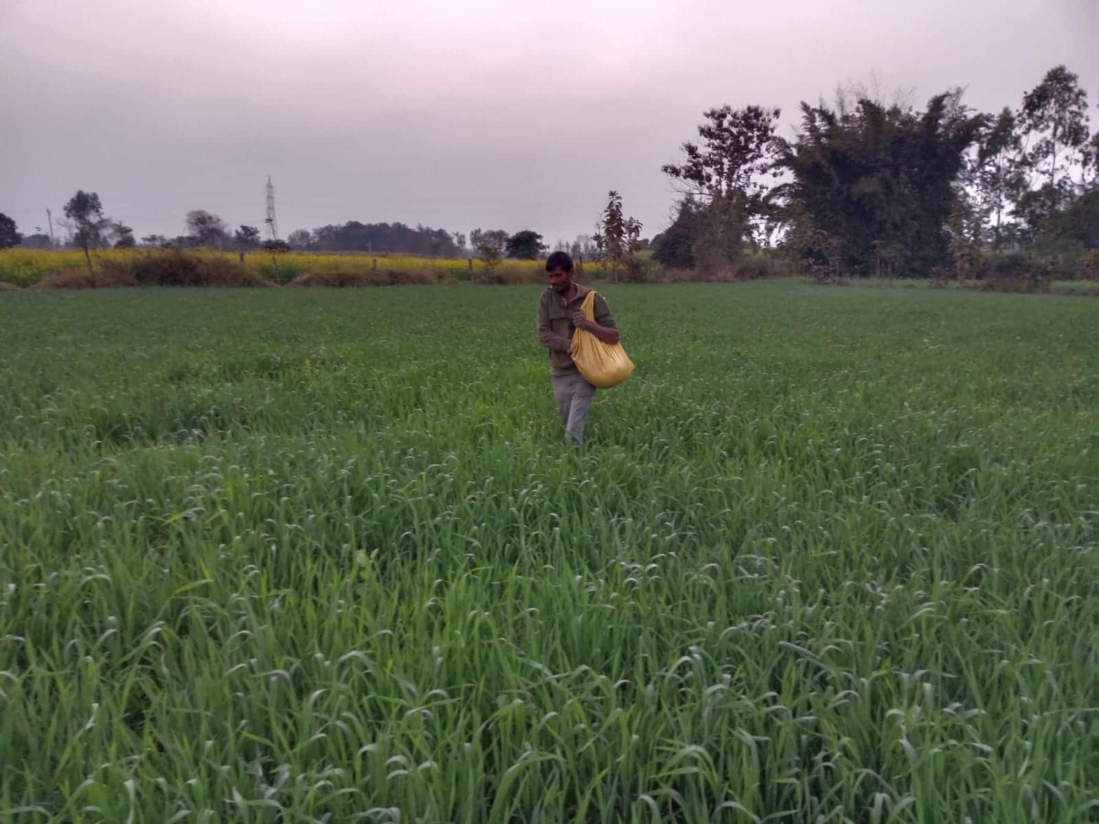 गेहूं की फसल में खाद की बोआई करता किसान। - संवाद