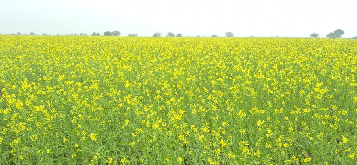 The weather will remain changeable till February 2, with chances of drizzle and thundershowers.