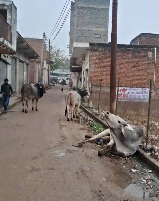 Residents rescued a bull struggling with electric current.