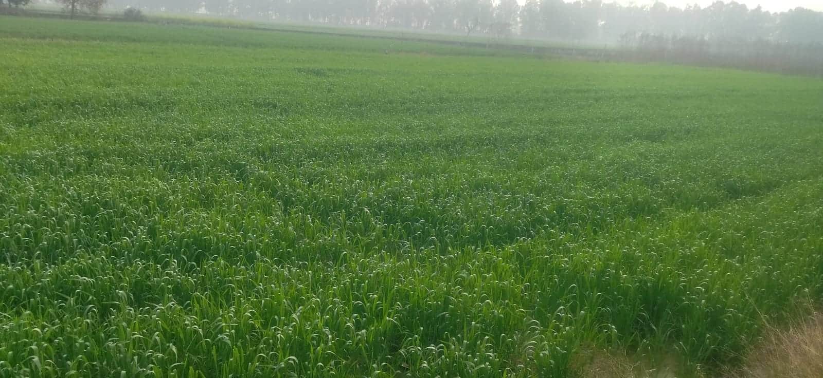 कुरुक्षेत। मंगलवार को हुई बारिश के बाद खेतों में लहलहाती गेहूं की फसल। संवाद 