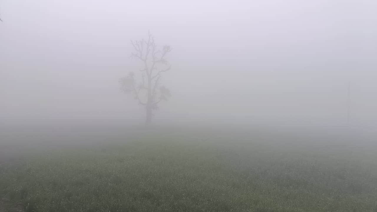 खेत में फसलों पर छाई धुंध। 