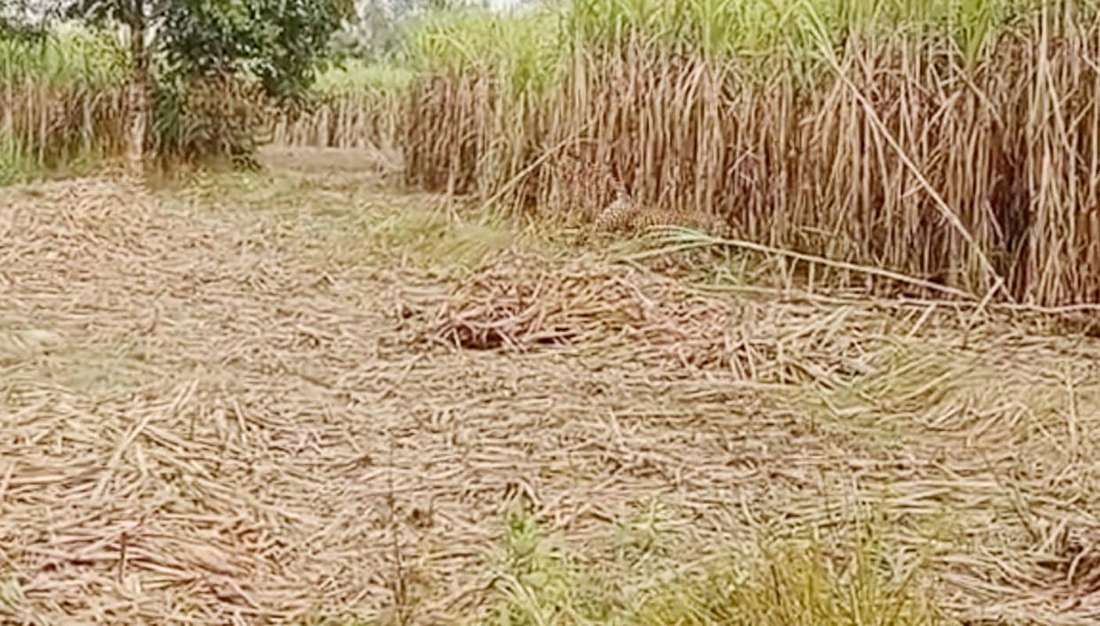Panic: Leopard spotted again near Chandpur cowshed.