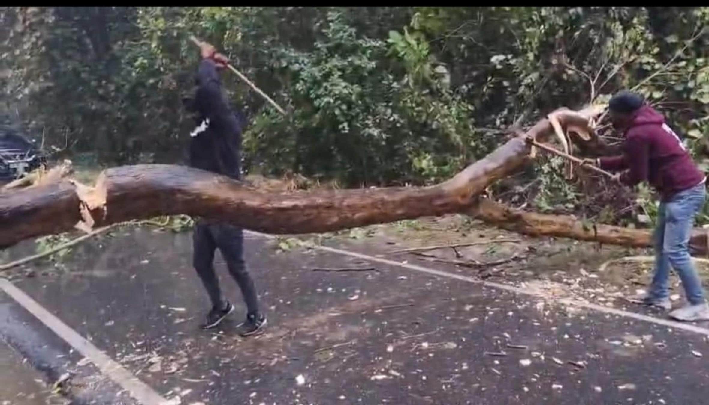 मिहींपुरवा- बिछिया मार्ग पर बारिश के दौरान गिरा पेड़।     -संवाद