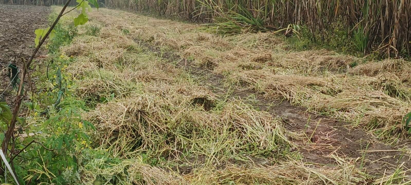 मझगईं इलाके में बारिश से गिरी फसल।: संवाद