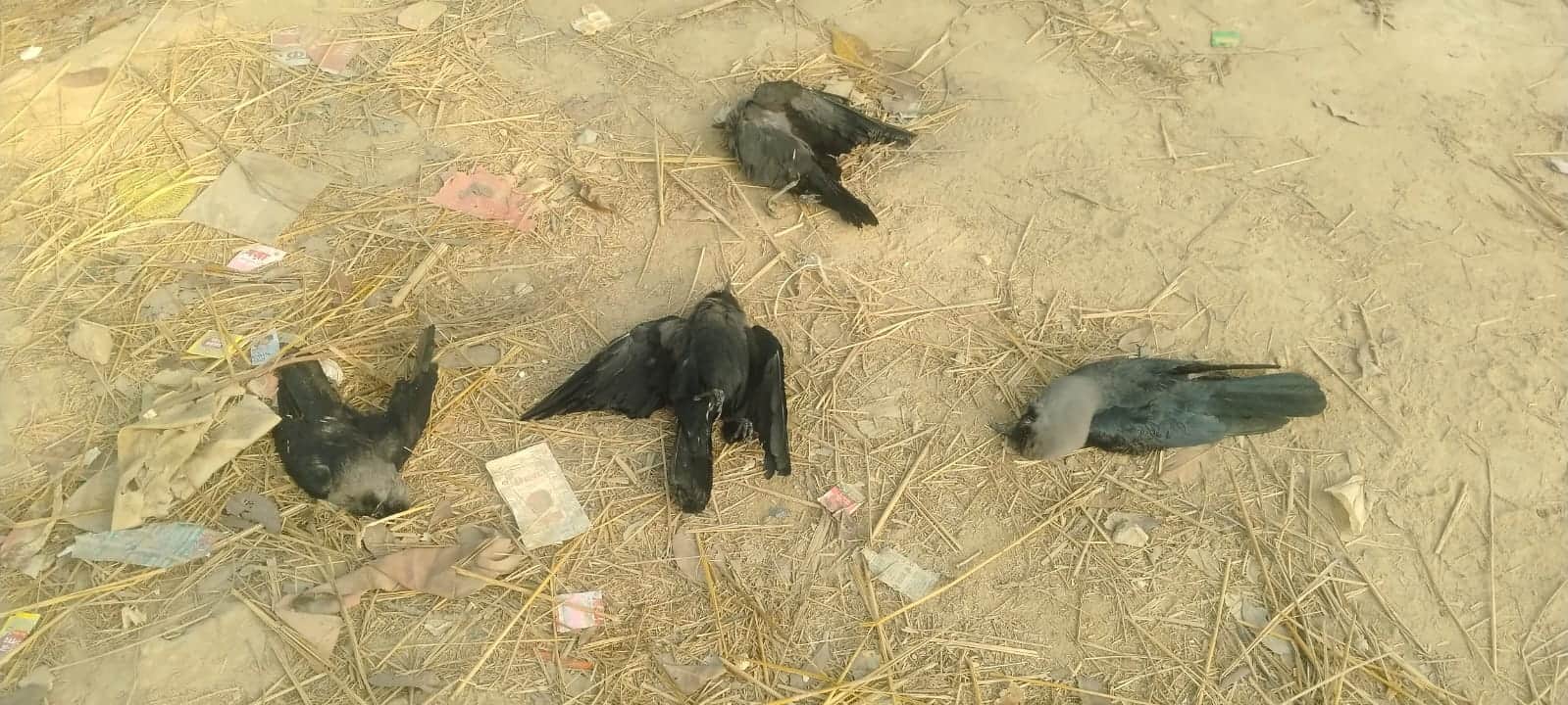 मैनाटाड़ में मृत पड़े कौए