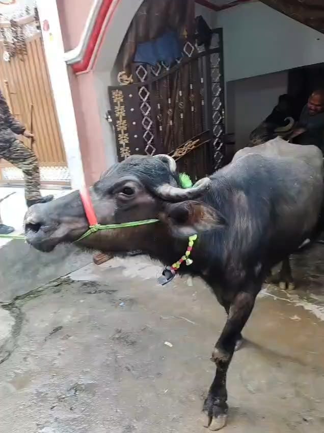 Amid massive protests, the Municipal Corporation seized 11 buffaloes belonging to dairy owners from a locked house.