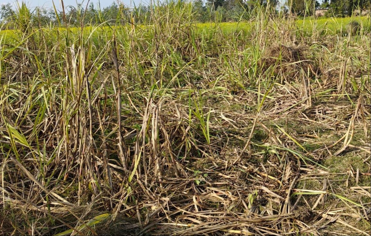 Elephants destroyed four bighas of crop in Tilva village