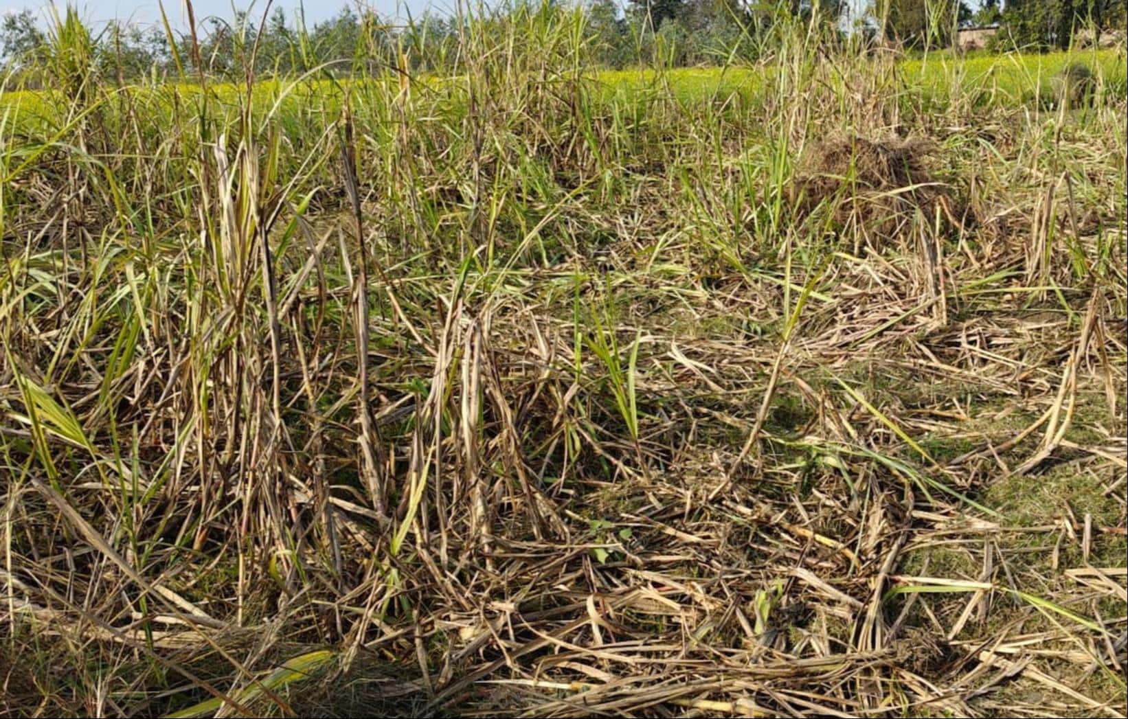  सुजौली के टिलवा गांव में हाथी के उत्पात में बर्बाद हुई फसल। -संवाद