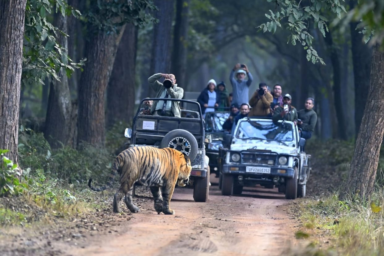 Tourists thrilled to see a tiger standing in front of a gypsy