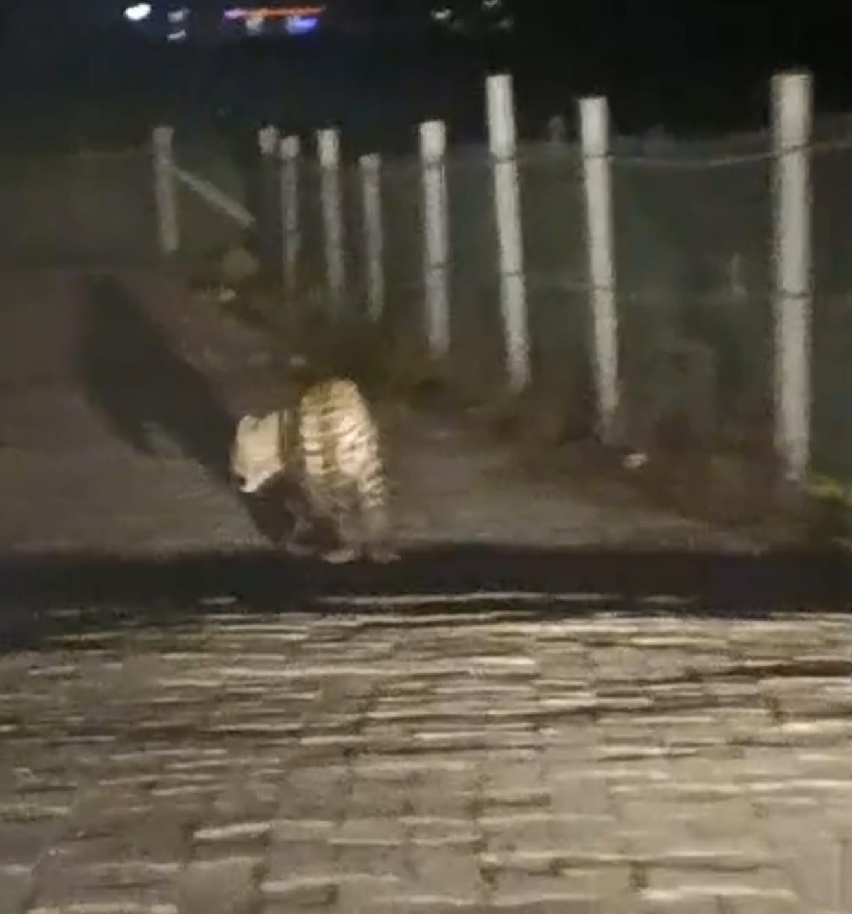 Leopard spotted on the road, causing panic among villagers.