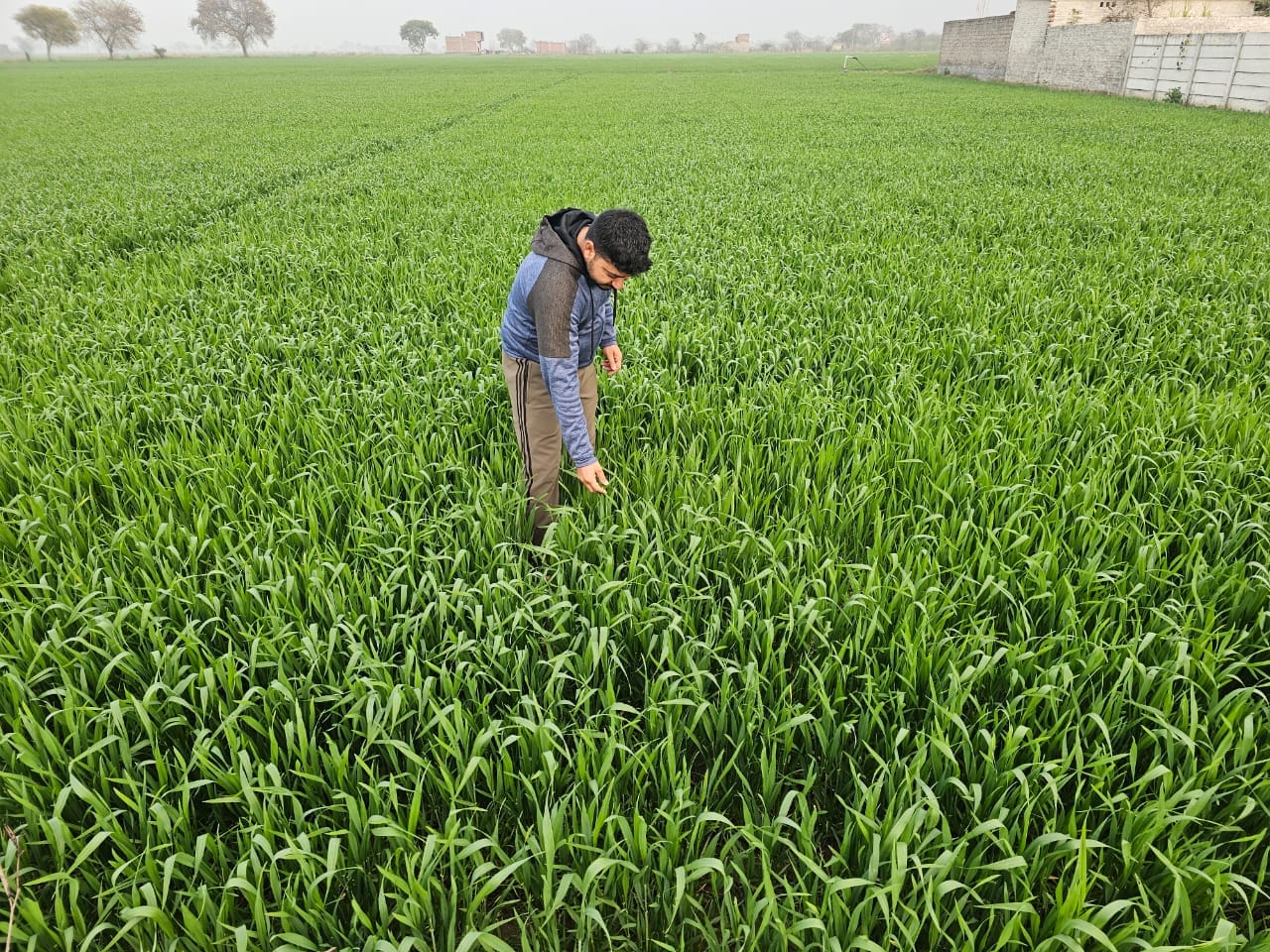 -फोटो 81 : बहादुरगढ़ के गांव गुभाना के खेतों में खड़ी गेहूं की फसल। संवाद