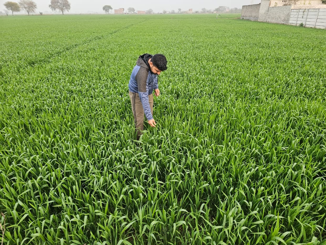 The rain has given a new lease of life to the wheat crops; more rain is expected today.