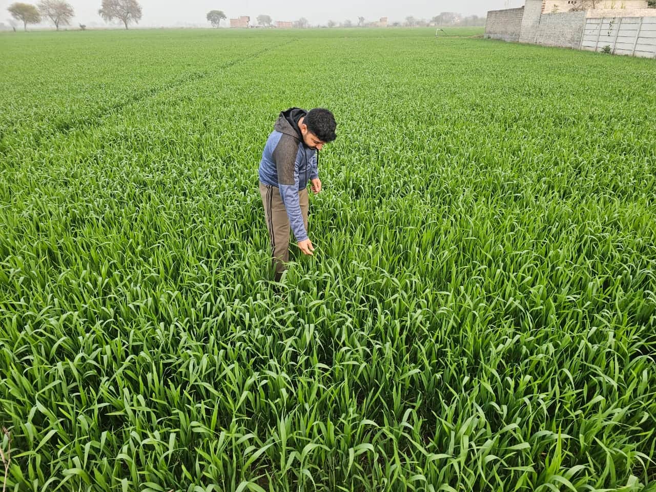 -फोटो 81 : बहादुरगढ़ के गांव गुभाना के खेतों में खड़ी गेहूं की फसल। संवाद