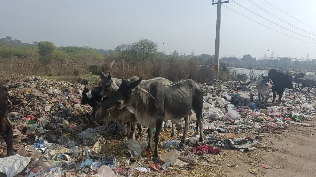 फोटो नंबर 71:  बादली में लगा कूड़े का ढेर।संवाद