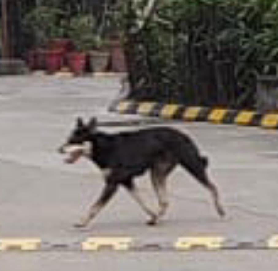 Kalu has escaped by jumping over the wall, inform if you see him