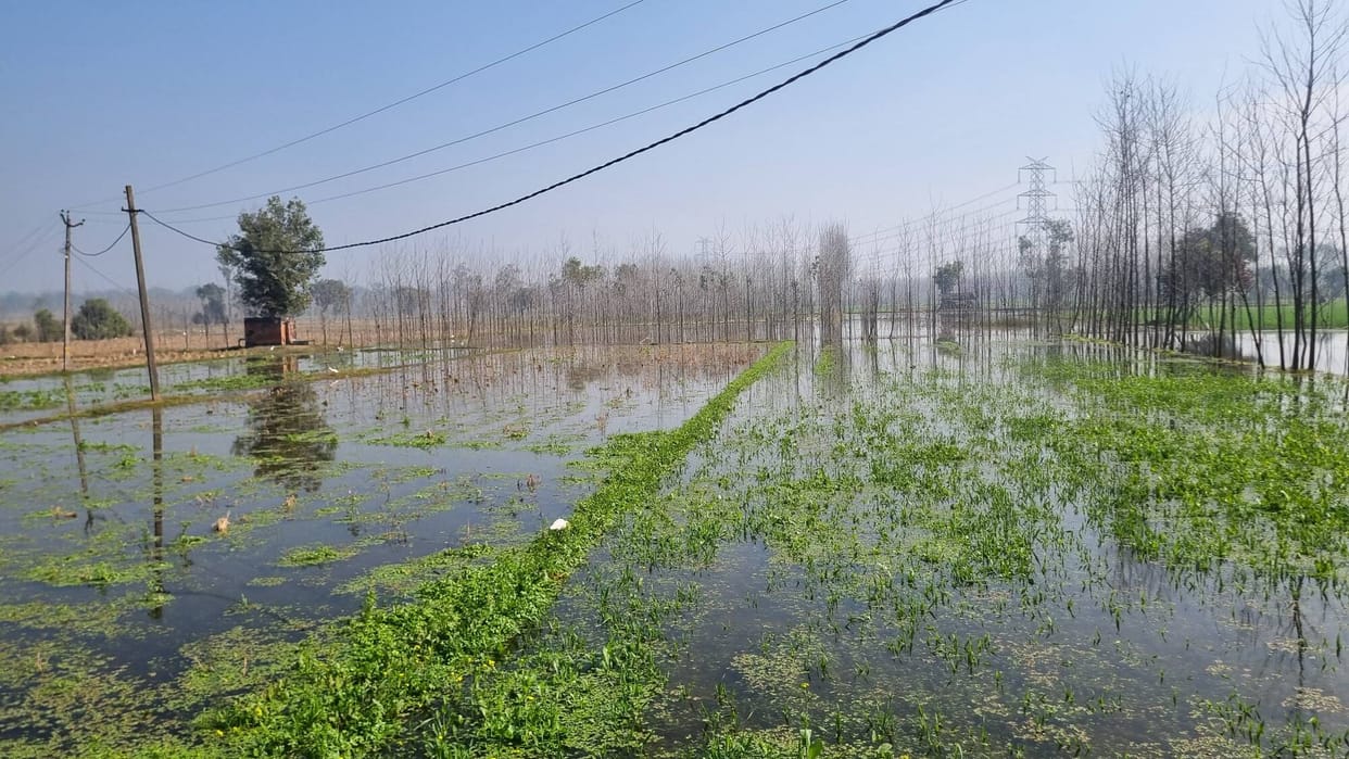 The fields have not dried up; 50 acres of crops are still submerged